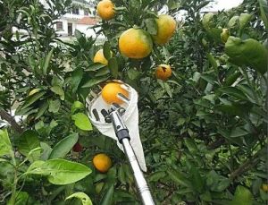 Telescopic Fruit Picker