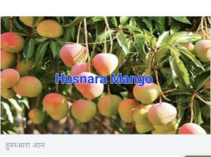 Husnara Mango