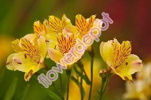 Alstromeria