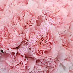 fresh carnation flower