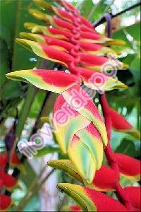 heliconia