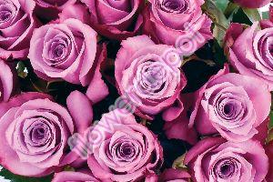 purple roses