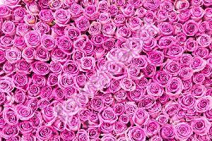 Wham pink rose