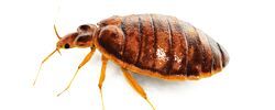 bed bug control services