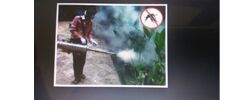 Mosquito Control Services