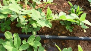 Agricultural Irrigation Tube