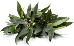 Fresh Bay Leaves