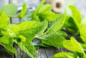 Fresh Mint Leaves