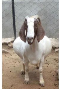 boer female goat