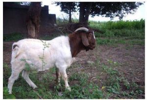 Boer Male Goat