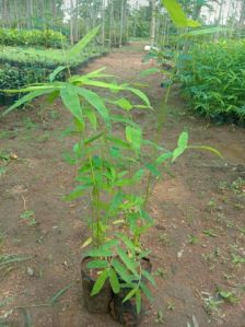 Tissue Culture Dendrocalamus Stocksii Bamboo plants