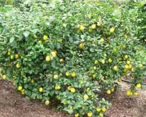 Thai Lemon Plants