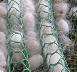 sericulture net