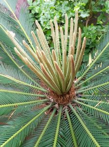 sago palm cycas plant