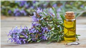 Rosemary Oil