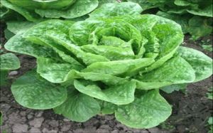 Cos Lettuce