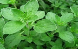 Marjoram