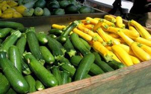 Yellow Zucchini