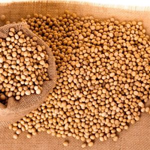 Natural Soybean Seeds