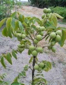 Walnut plant