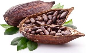 Cocoa Beans