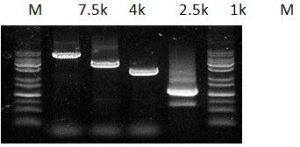 Pfu DNA Polymerase