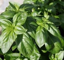 Basil Leaves