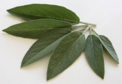 Sage Leaves