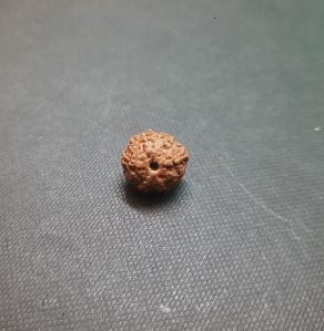 4 face Rudraksha