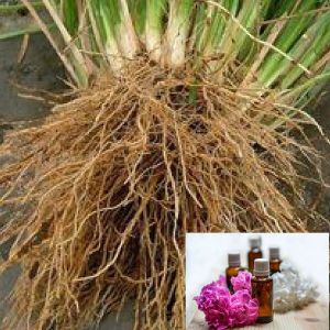 Vetiver Oil