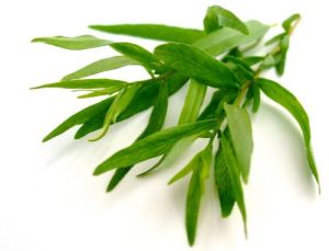 Tarragon