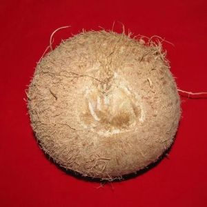 One Eye Coconut