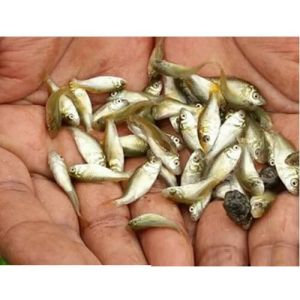 Mrigal Fish Seed