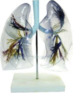 Transparent Lung Segment