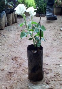 White Rose Flower Plant