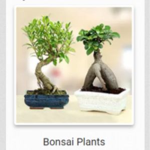 Bonsai Plants