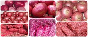 Fresh Pink Onion