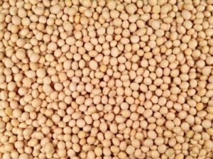 soybean grain