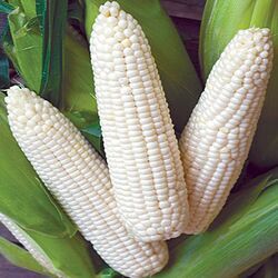 White Corn