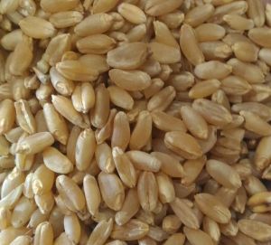 Organic Sharbati Wheat Seeds