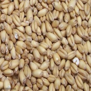 whole wheat seeds