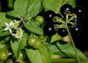 Solanum nigrum