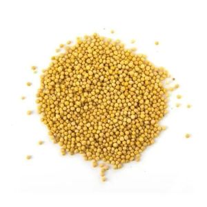 Yellow Mustard Seed