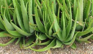 Aloe vera Plants