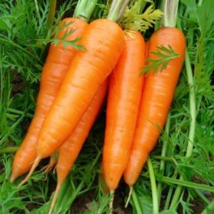 Fresh Yellow Carrots