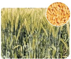 WH-1105 Wheat Seeds