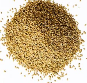 Browntop Millet Grain