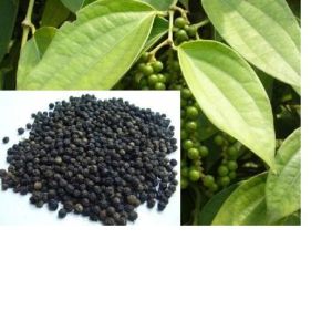 Black Pepper Plant