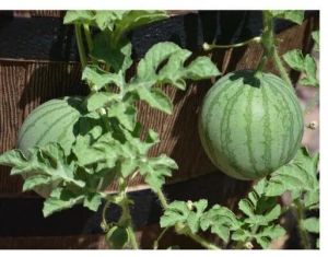 Watermelon Fruit Plant