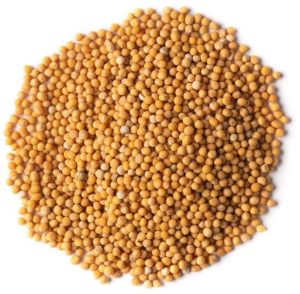 Yellow Mustard Seeds